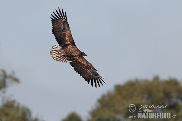 Orliak morský (Haliaeetus albicilla)