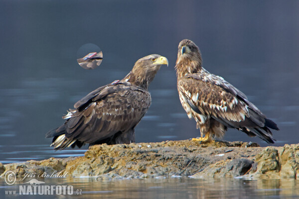 Orliak morský (Haliaeetus albicilla)