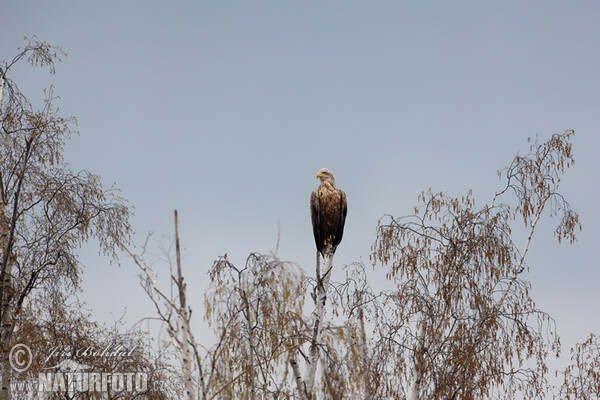 Orliak morský (Haliaeetus albicilla)