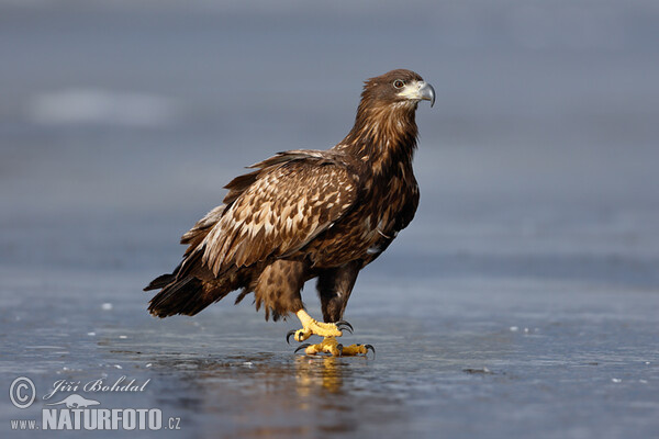 Orliak morský (Haliaeetus albicilla)