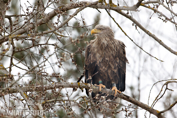 Orliak morský (Haliaeetus albicilla)