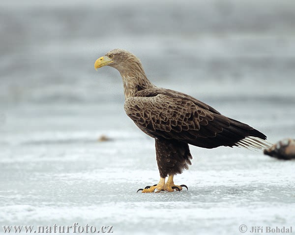 Orliak morský (Haliaeetus albicilla)