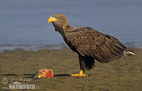 Orliak morský (Haliaeetus albicilla)