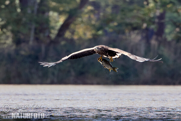 Orliak morský (Haliaeetus albicilla)