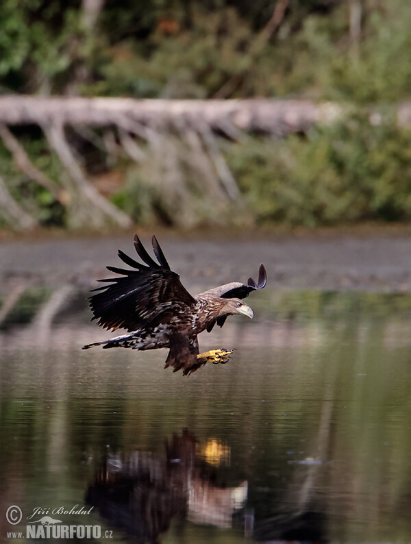 Orliak morský (Haliaeetus albicilla)