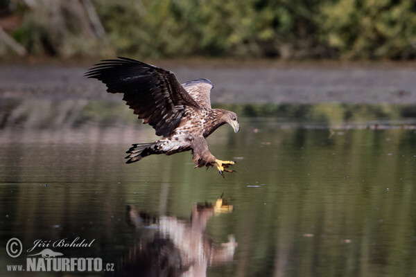 Orliak morský (Haliaeetus albicilla)