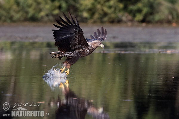 Orliak morský (Haliaeetus albicilla)