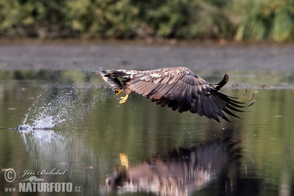 Orliak morský (Haliaeetus albicilla)