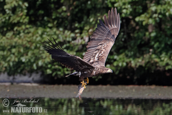 Orliak morský (Haliaeetus albicilla)