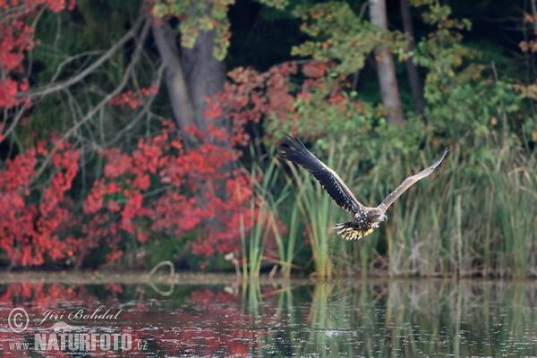 Orliak morský (Haliaeetus albicilla)