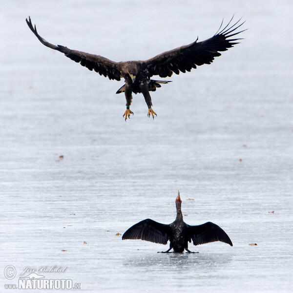 Orliak morský (Haliaeetus albicilla)