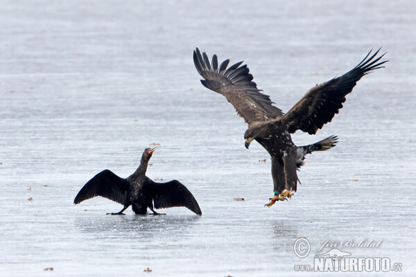 Orliak morský (Haliaeetus albicilla)