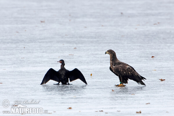 Orliak morský (Haliaeetus albicilla)