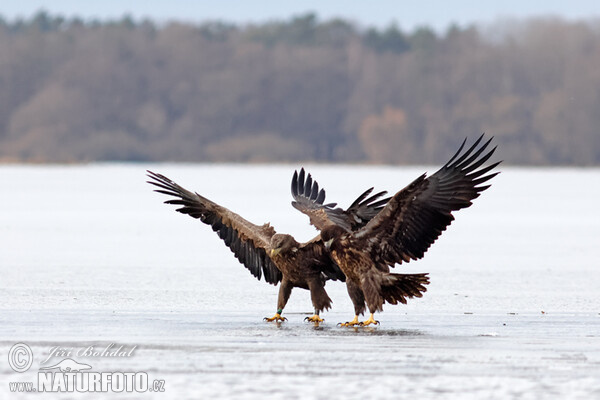 Orliak morský (Haliaeetus albicilla)