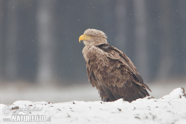 Orliak morský (Haliaeetus albicilla)