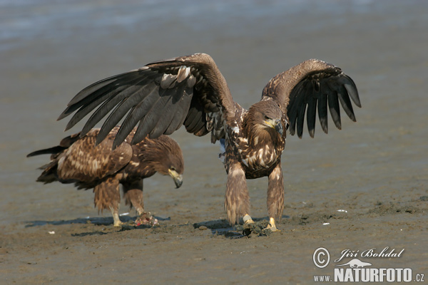 Orliak morský (Haliaeetus albicilla)