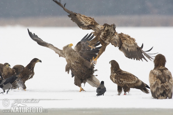 Orliak morský (Haliaeetus albicilla)