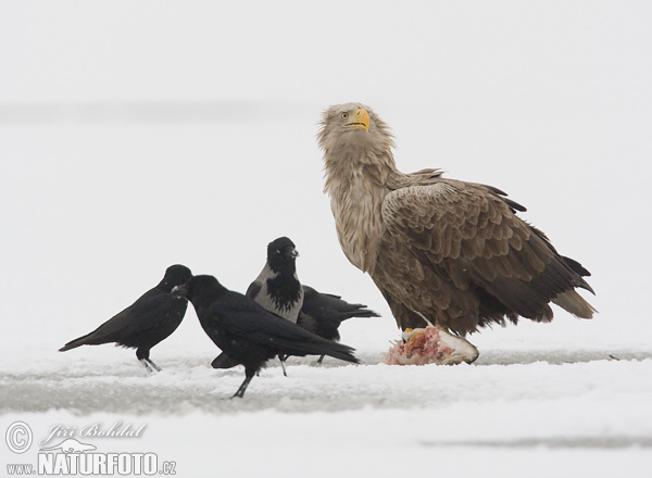 Orliak morský (Haliaeetus albicilla)