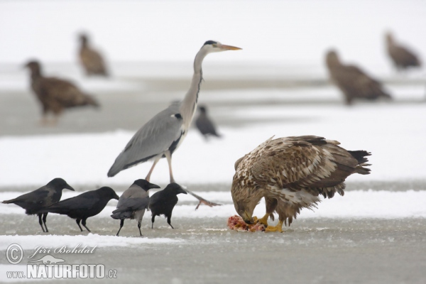 Orliak morský (Haliaeetus albicilla)