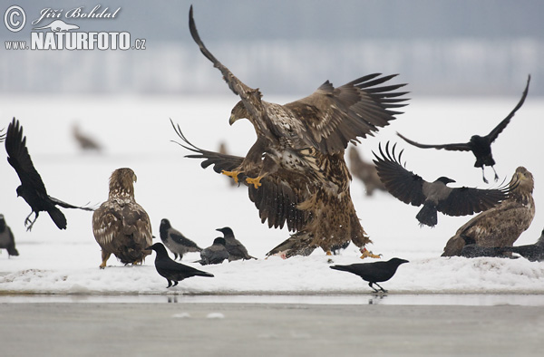 Orliak morský (Haliaeetus albicilla)