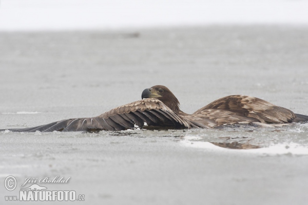 Orliak morský (Haliaeetus albicilla)