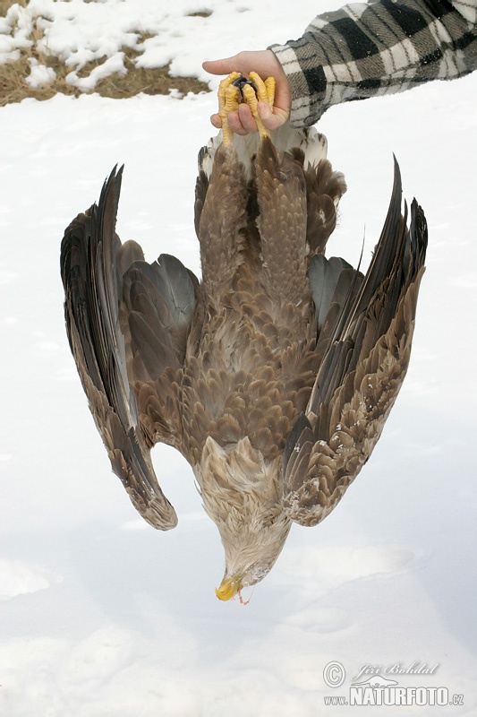 Orliak morský (Haliaeetus albicilla)