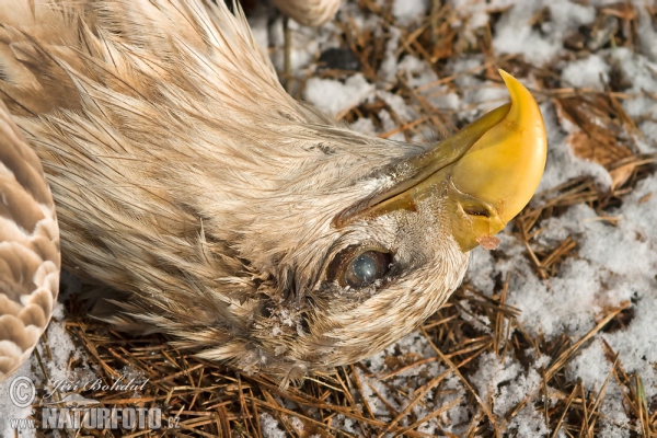 Orliak morský (Haliaeetus albicilla)