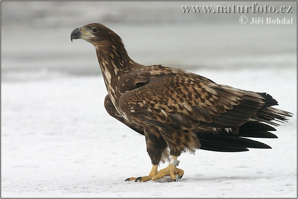 Orliak morský (Haliaeetus albicilla)