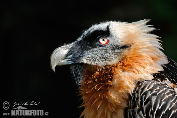 Orlosup bradatý (Gypaetus barbatus)