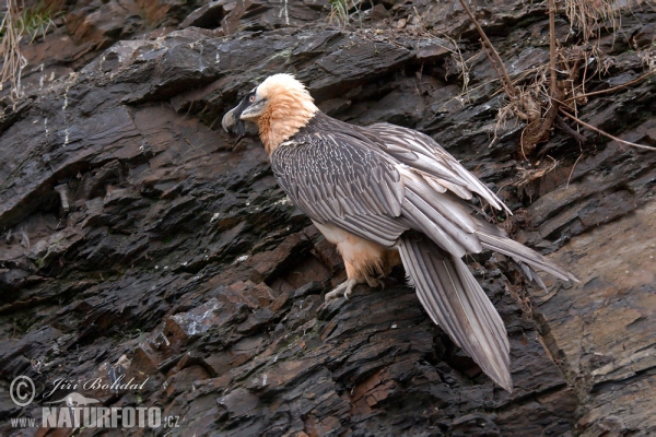 Orlosup bradatý (Gypaetus barbatus)