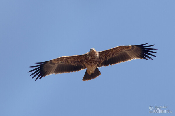 Orol kráľovský (Aquila heliaca)