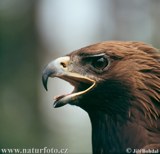 Orol skalný (Aquila chrysaetos)