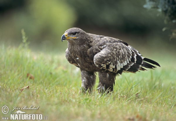 Orol stepný (Aquila nipalensis)