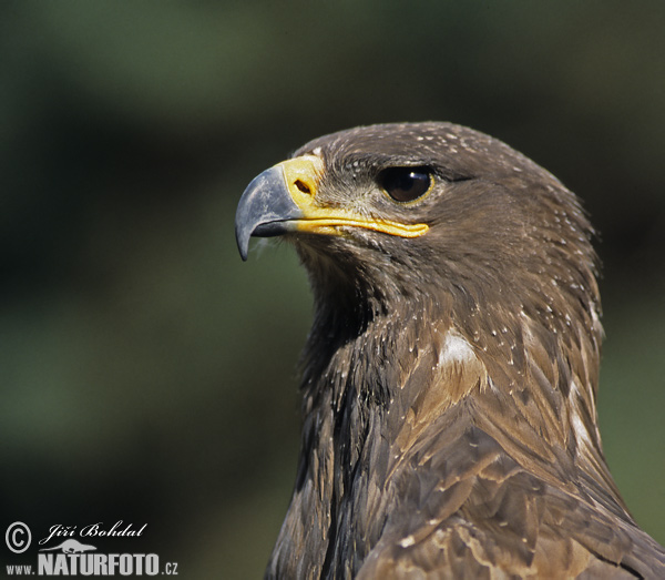 Orol stepný (Aquila nipalensis)