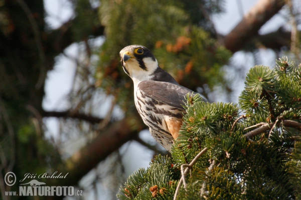 Ostříž lesní (Falco subbuteo)