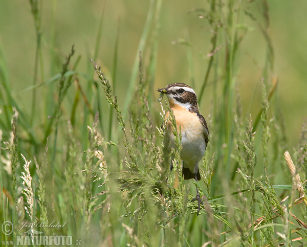 Pŕhľaviar červenkastý (Saxicola rubetra)