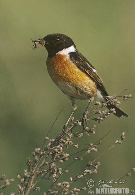 Pŕhľaviar čiernohlavý (Saxicola torquata)