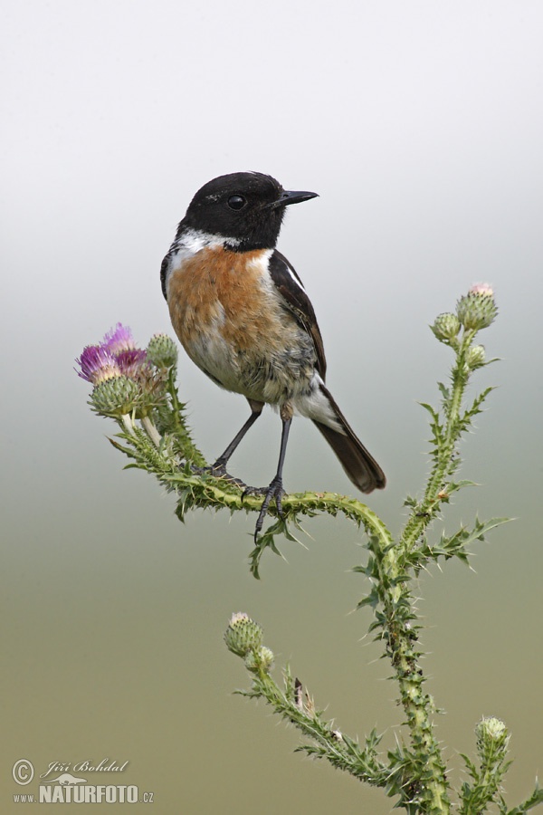 Pŕhľaviar čiernohlavý (Saxicola torquata)