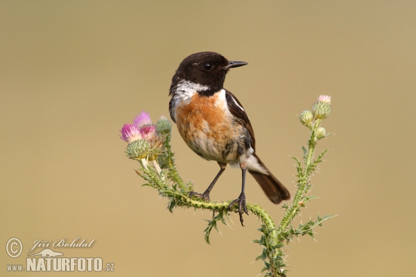 Pŕhľaviar čiernohlavý (Saxicola torquata)