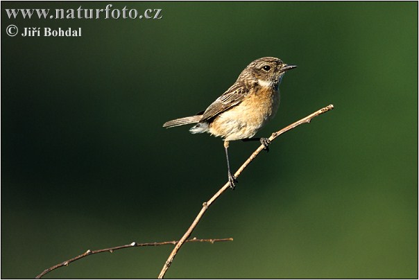 Pŕhľaviar čiernohlavý (Saxicola torquata)