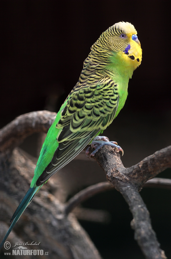 Papagájec (Melopsittacus undulatus)