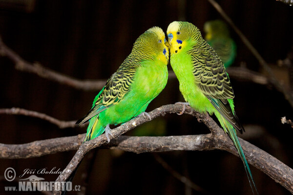 Papoušek vlnkovaný (Melopsittacus undulatus)