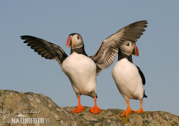 Papuchalk bělobradý (Fratercula arctica)