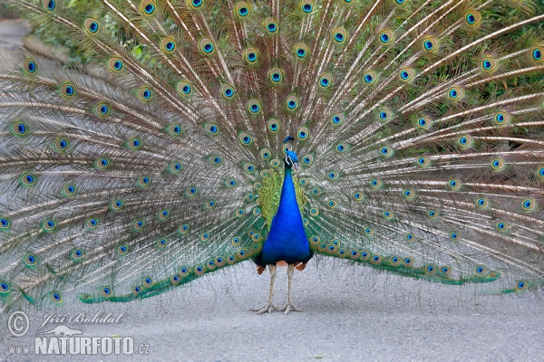 Páv korunkatý (Pavo cristatus)