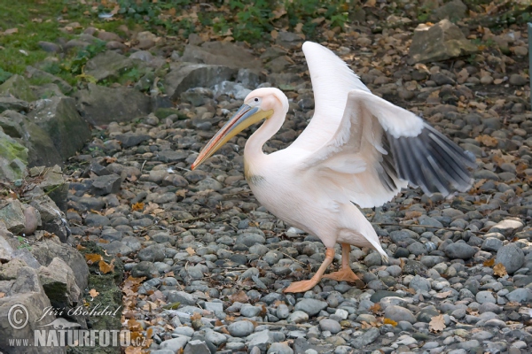 Pelikán bílý (Pelecanus onocrotalus)