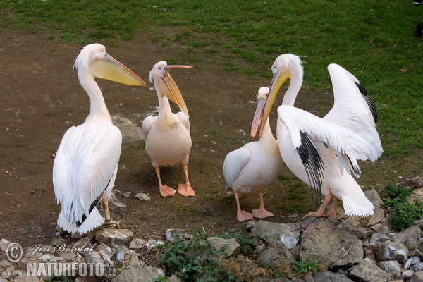 Pelikán bílý (Pelecanus onocrotalus)