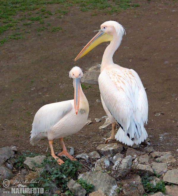 Pelikán bílý (Pelecanus onocrotalus)