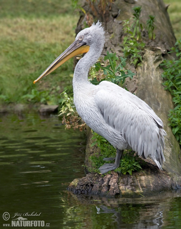 Pelikán kadeřavý (Pelecanus crispus)