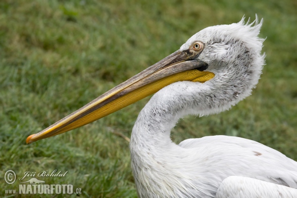 Pelikán kadeřavý (Pelecanus crispus)