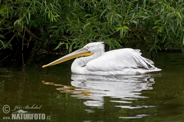 Pelikán kadeřavý (Pelecanus crispus)